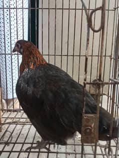 female hen