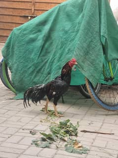 Mianwali Aseel pair for sale