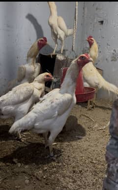 White Shamo chicks