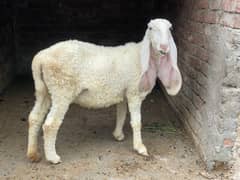 Pure kajli or pure Betal nagri