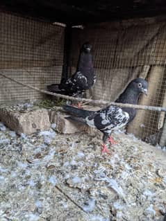 3 pair pegion kabootar