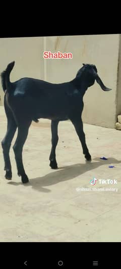 qurbani