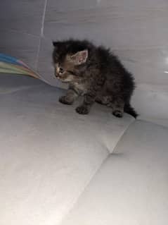 Kittens