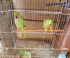 ringneck pairs