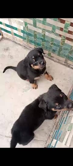 dogss