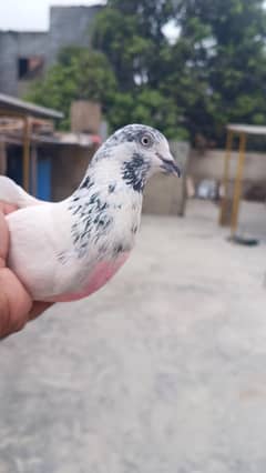 laka baby kabli jonsira patty wala pair