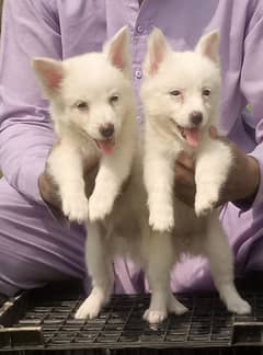 Russian papaya pair long coat zero size for sale