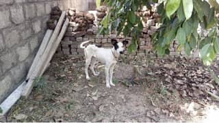 Dog for sale