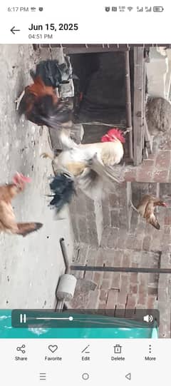 Rooster