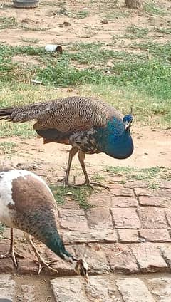 peacocks