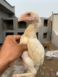 White Heera Aseel