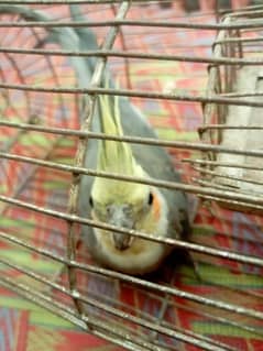 Parrot