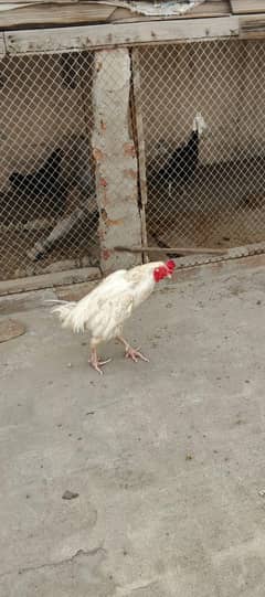 Heera aseel