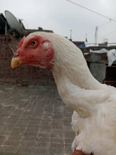 white shamo madi