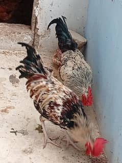 misri male murga 8 months 2 hai ek 2000 ka hai