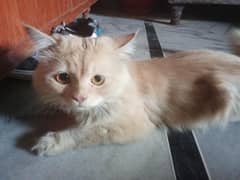 Golden Brown Persian  Breed