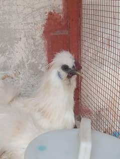 Silkie white