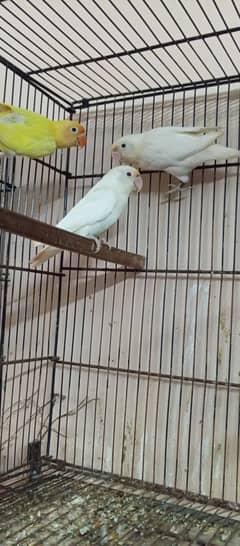love birds setup