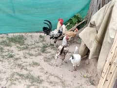 egg laying set of hens