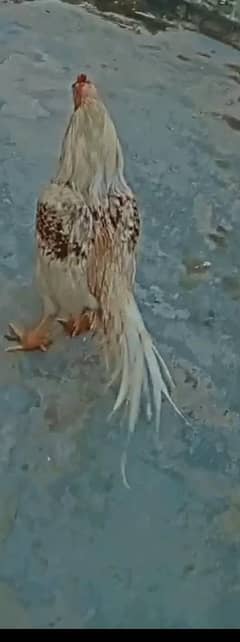 Aseel