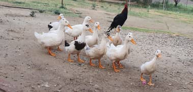 Desi ducks