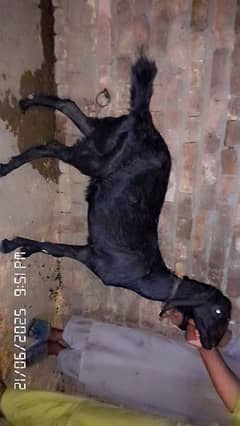 bakri for sale doodh da rahi hai 2 daant hai