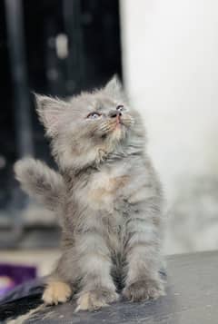Persian Female Kitten age 2 months