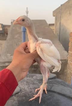 Paper White Heera Aseel Top Quality Male Chick