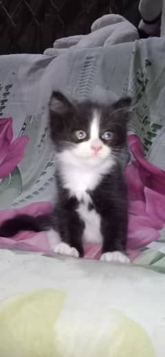 Persian kitten / triple long coated kittens / fluffy kitten for sale
