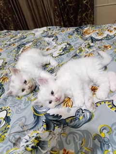 percion cat with  2 kids