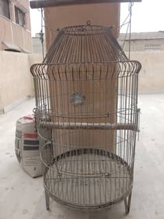 parrot