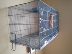 parrot