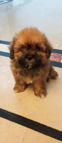 Shihtzu puppy for urgent sale