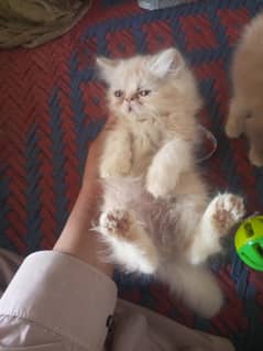 Extreme punch face kittens