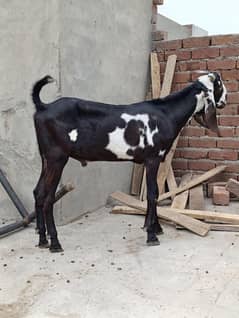 Qurbani