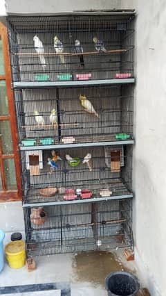 cocktail/ Love garrentued breeder pairs