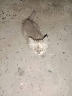 Persian cats