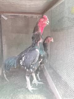 Shamo chicks and patha