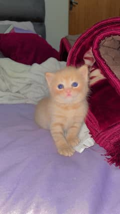 Fluffy Persian Double-Coat Male Kittens – Booking Open!