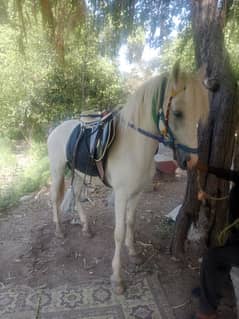 Beautiful Male Horse For Sale