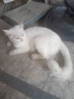 Persian