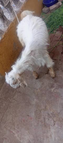 bekra for sale