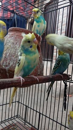 split hogo parrot