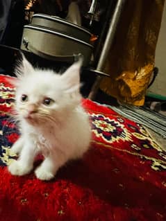 2 months age