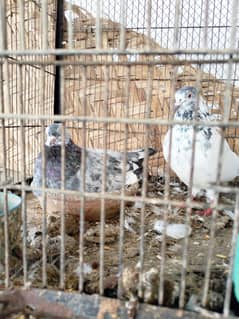 kabotar for sale 700 per pcs