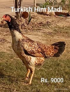 Shamo, Turkish Hint and Aseel