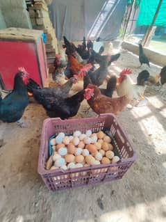 Hen/egg laying hen/ murghian/ murghe/ high quality
