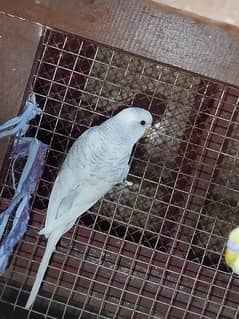 Silver Budgie