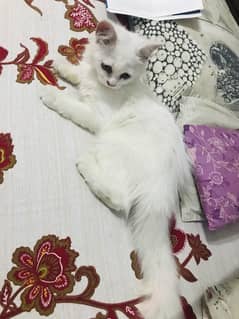 Persian cat