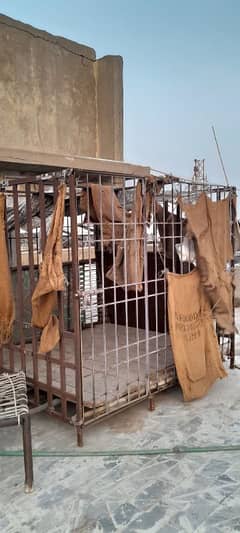 dogs and goats cage for sale 7*7*7 with wooden floor
